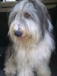 ELLIE AKA Canjoline Bright Star 